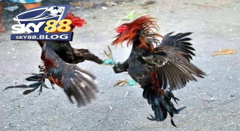 Đá Gà Shamo Sky88: Sàn Cược Đá Gà Hấp Dẫn Và Thú Vị 4 Sử dụng các loại hạt như ngô, lúa mì làm thực phẩm chính cho Đá Gà Shamo Sky88